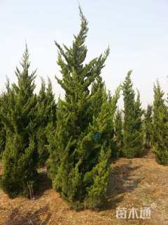 高度400厘米龙柏