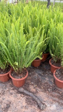 高度40厘米肾蕨
