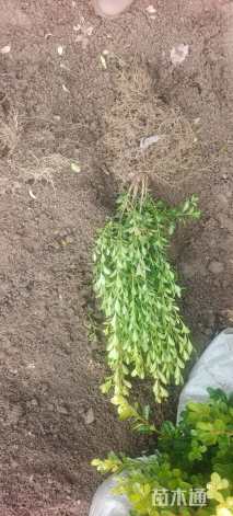 高度45厘米小叶黄杨