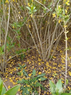 高度120厘米连翘