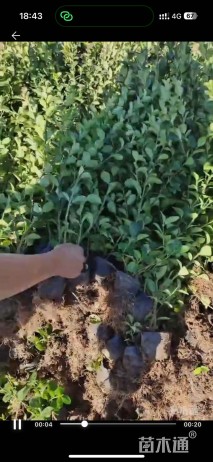 高度30厘米胶东卫矛