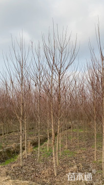 10公分美国红枫-十月光辉