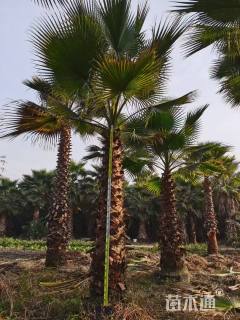 裸干高800厘米华棕