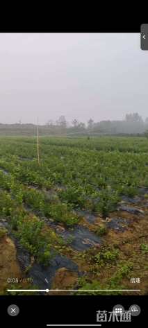 高度50厘米蓝莓