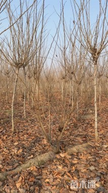 高度200厘米丛生紫荆