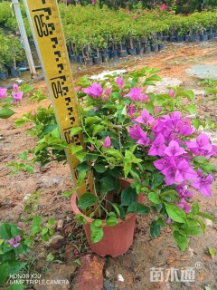 高度35厘米紫花勒杜鹃