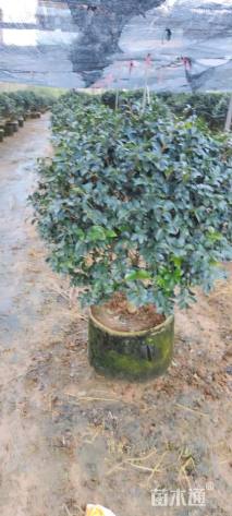 冠幅100厘米茶梅球