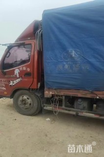 高度50厘米木槿