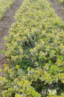 高度30厘米金边黄杨