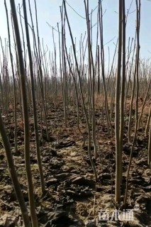 高度50厘米山桐子小苗
