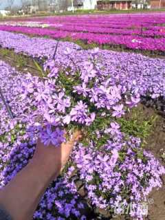 高度15厘米丛生福禄考