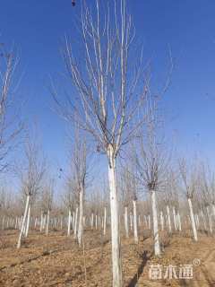 18公分速生法桐