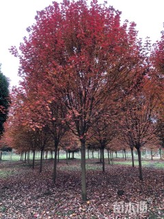 15公分美国红枫