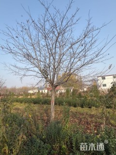 原生苗染井吉野樱