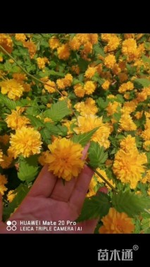 高度60厘米棣棠