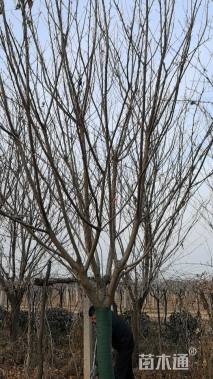 13公分紫叶李