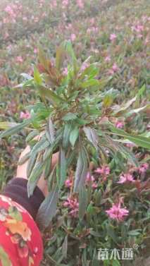 高度15厘米千鸟花