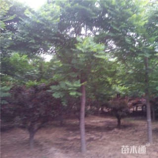 5公分栾树
