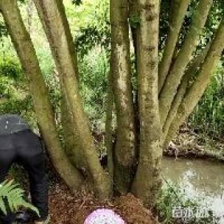 155公分丛生朴树