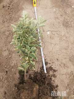 高度60厘米金边黄杨