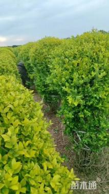 冠幅100厘米金叶女贞球