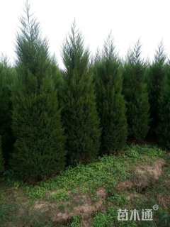 高度200厘米蜀桧