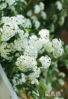 高度30厘米绣线菊