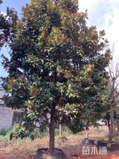 高度800厘米龙船花