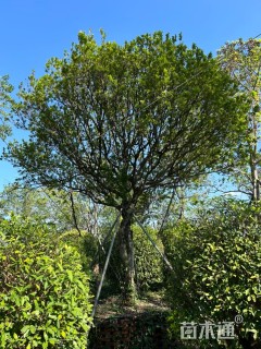 高度500厘米米兰