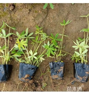 高度25厘米羽扇豆