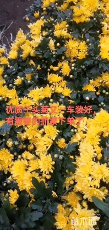 高度30厘米野菊