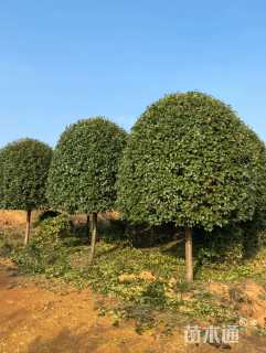 12公分红叶石楠