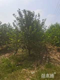 12公分八棱海棠