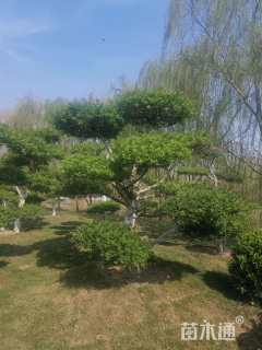 15公分对节白蜡