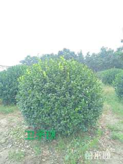 冠幅120厘米卫矛球