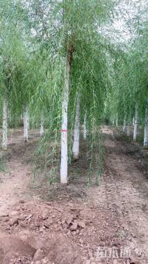 18公分金丝垂柳