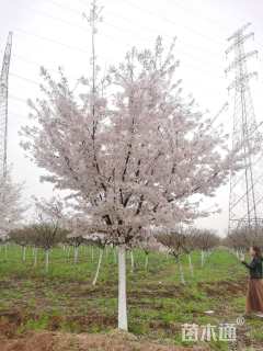 20公分染井吉野樱