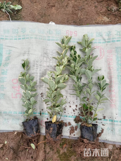 高度30厘米金边黄杨