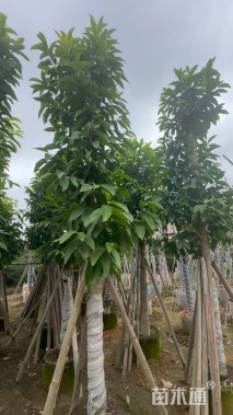 15公分白玉兰