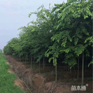 10公分朴树