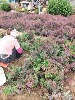 高度30厘米紫叶小檗