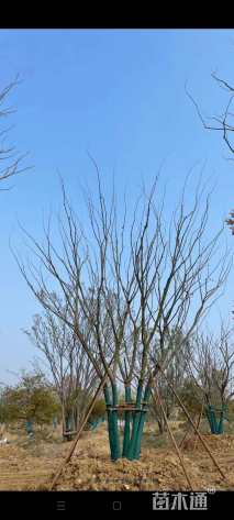 18公分朴树