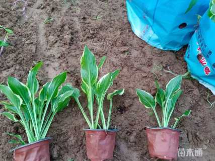 高度20厘米金边玉簪