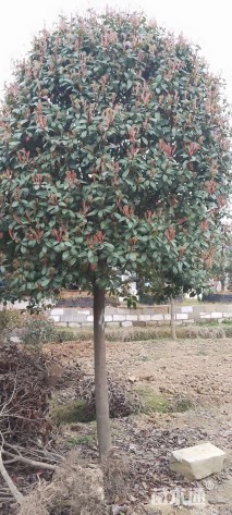 15公分高杆红叶石楠