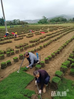 草块状马尼拉草