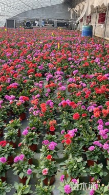 高度25厘米小丽花