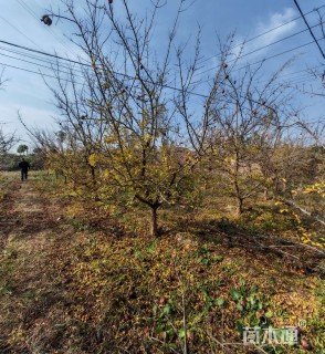 高度350厘米果石榴