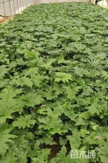 高度30厘米春羽