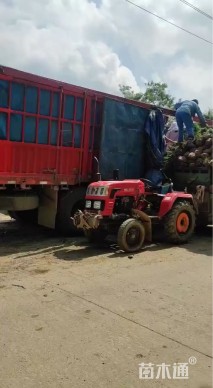 冠幅60厘米龙柏球