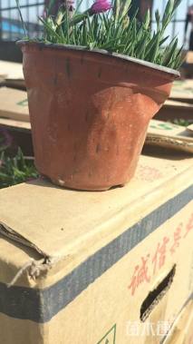 高度8厘米欧石竹